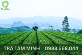 TẠI SAO TRÀ THÁI NGUYÊN ĐƯỢC GỌI LÀ 