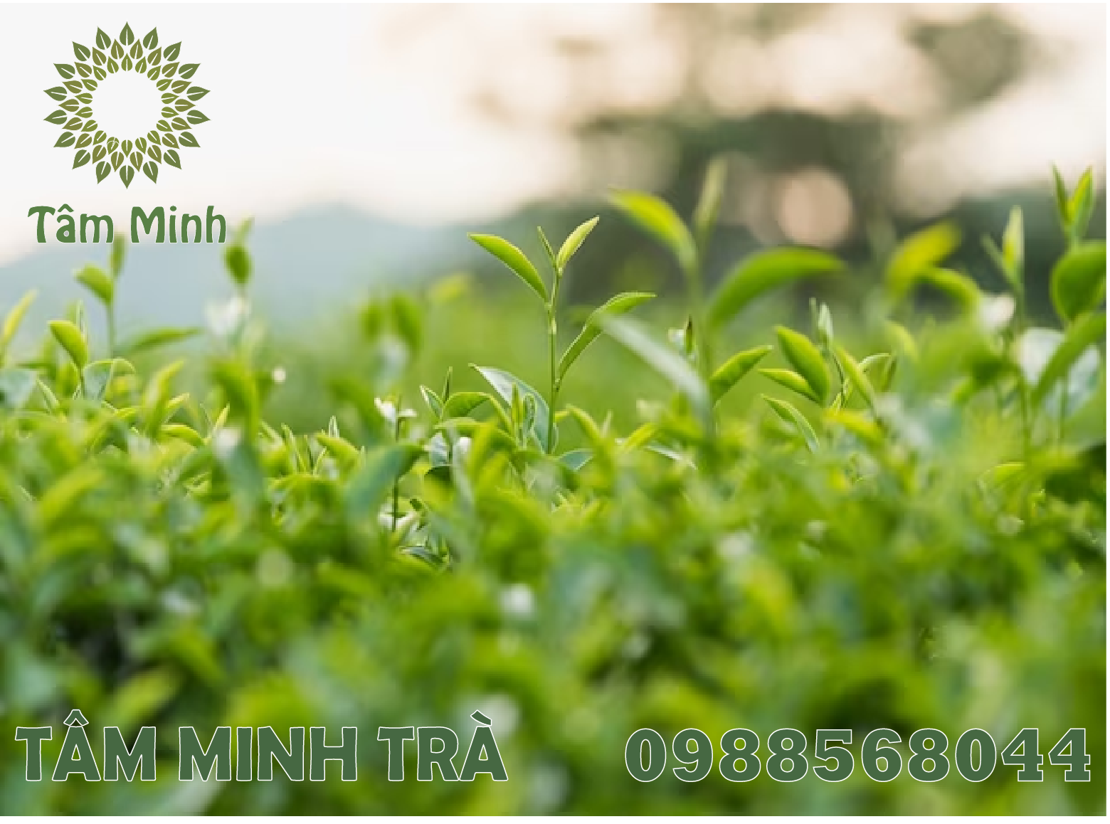 ẢNH CHÈ THÁI NGUYÊN LÀM BAO NGƯỜI XAO XUYẾN