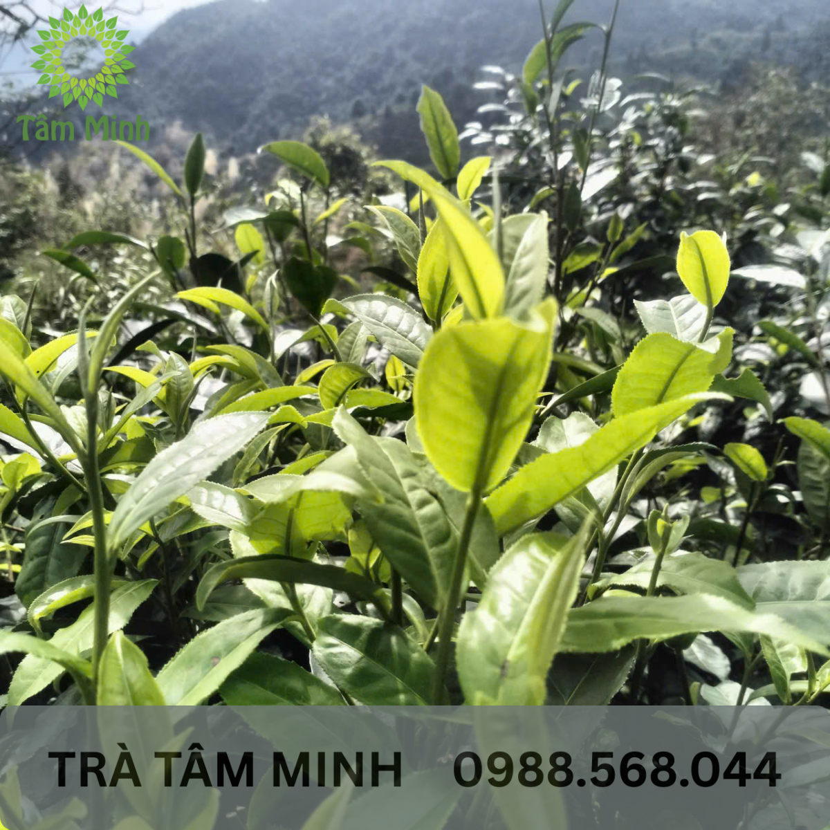 bup-tra-shan-tuyet-co-thu-tay-con-linh-ha-giang-tam-minh