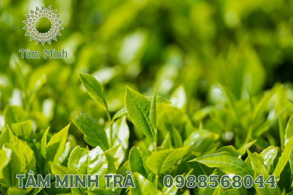 CÁC LOẠI CHÈ THÁI NGUYÊN ĐƯỢC YÊU THÍCH HIỆN NAY LÀ GÌ?