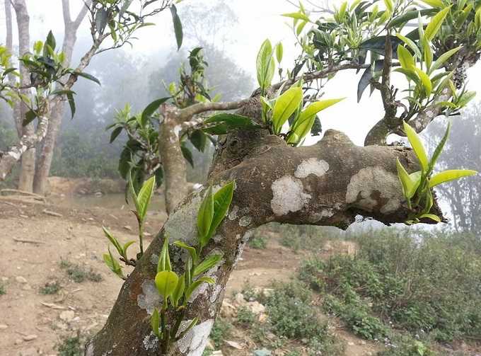 CÁC YẾU TỐ LÀM NÊN CHẤT LƯỢNG TRÀ SHAN TUYẾT CỔ THỤ