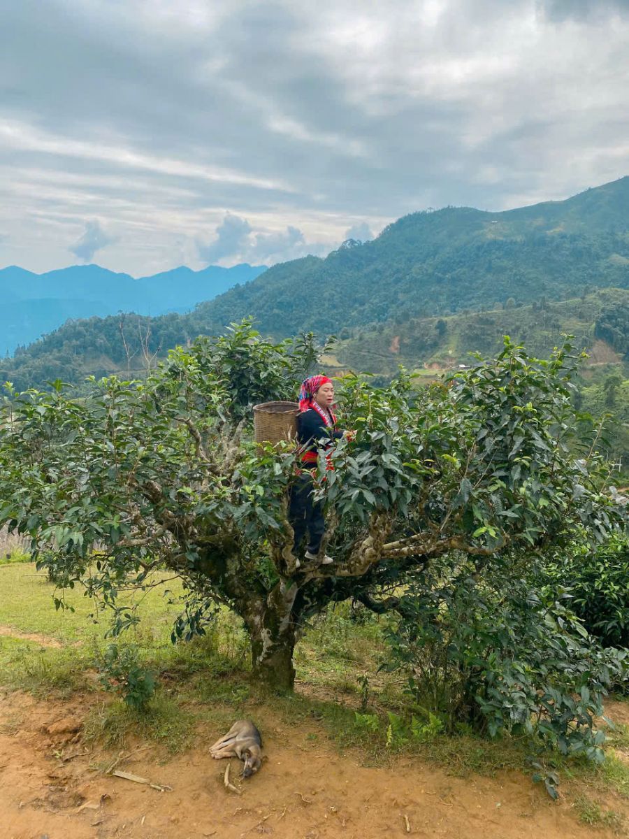 cay-tra-shan-tuyet-co-thu-ha-giang-tram-tuoi cay-tra-shan-tuyet-co-thu-ha-giang-tram-tuoi