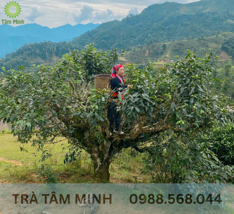 cay-tra-shan-tuyet-co-thu-trăm-tuoi-tam-minh