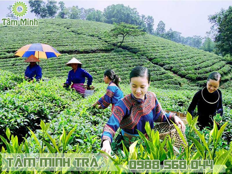 Trà Bắc là tên gọi chung của người miền Nam cho các loại trà khô 