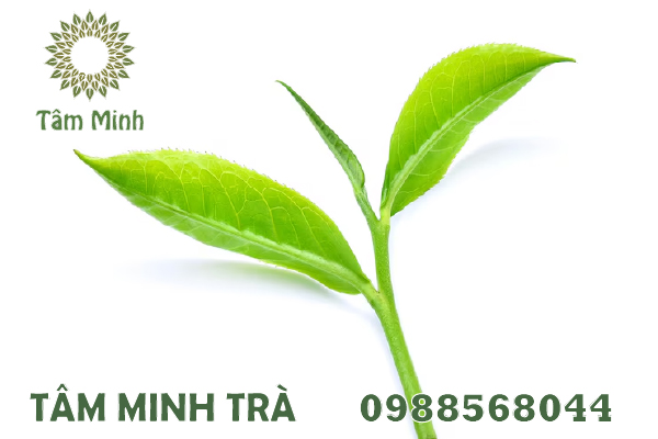 CHÈ KHÔ THÁI NGUYÊN CÓ TÁC DỤNG GÌ ĐẾN SỨC KHỎE?