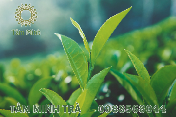 CHÈ MÓC CÂU THÁI NGUYÊN ĐẬM ĐÀ CHUẨN VỊ NỔI TIẾNG