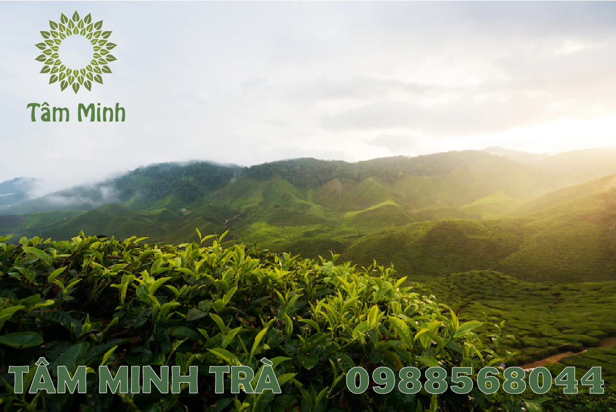 CHÈ MÓC CÂU THÁI NGUYÊN – VỊ CHÁT MẠNH, NGẬY, HẬU NGỌT SÂU