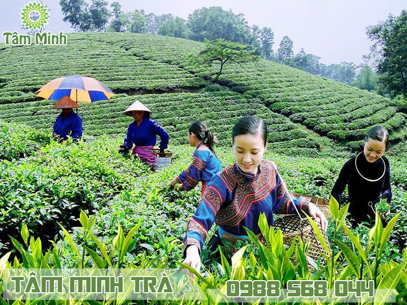 Chè Thái Nguyên được chế biến chủ yếu từ lá trà xanh tươi theo quy trình nghiêm ngặt