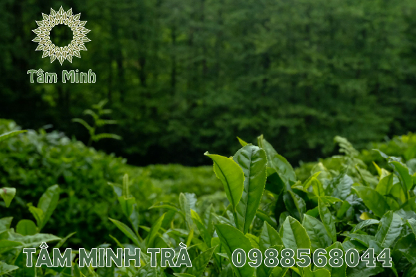 CHÈ THÁI NGUYÊN GIÁ RẺ CHẤT LƯỢNG CÓ TỐT KHÔNG?