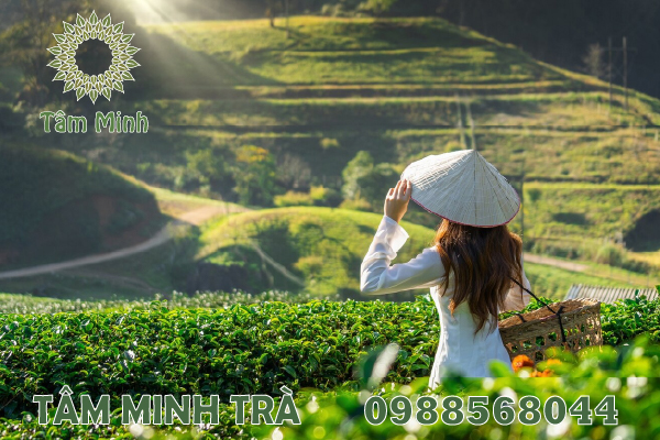 CHÈ THÁI NGUYÊN HÚT CHÂN KHÔNG MUA Ở ĐÂU UY TÍN NHẤT?