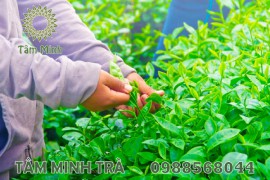 CHÈ THÁI NGUYÊN LOẠI ĐẶC BIỆT NÊN THỬ MỘT LẦN