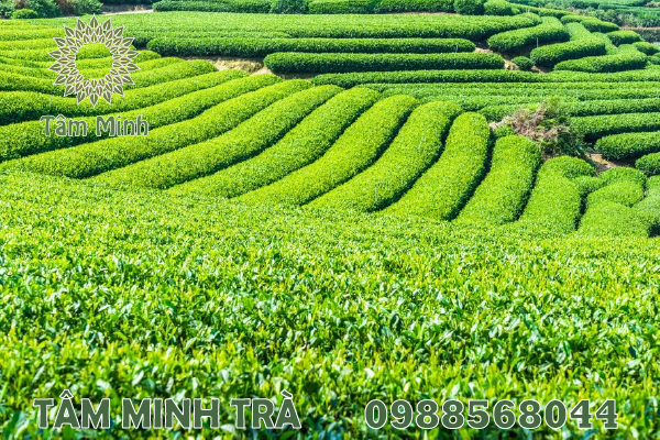 ĐẠI LÝ TRÀ THÁI NGUYÊN – MUA TRÀ CHÍNH HÃNG DỄ DÀNG NHẤT 