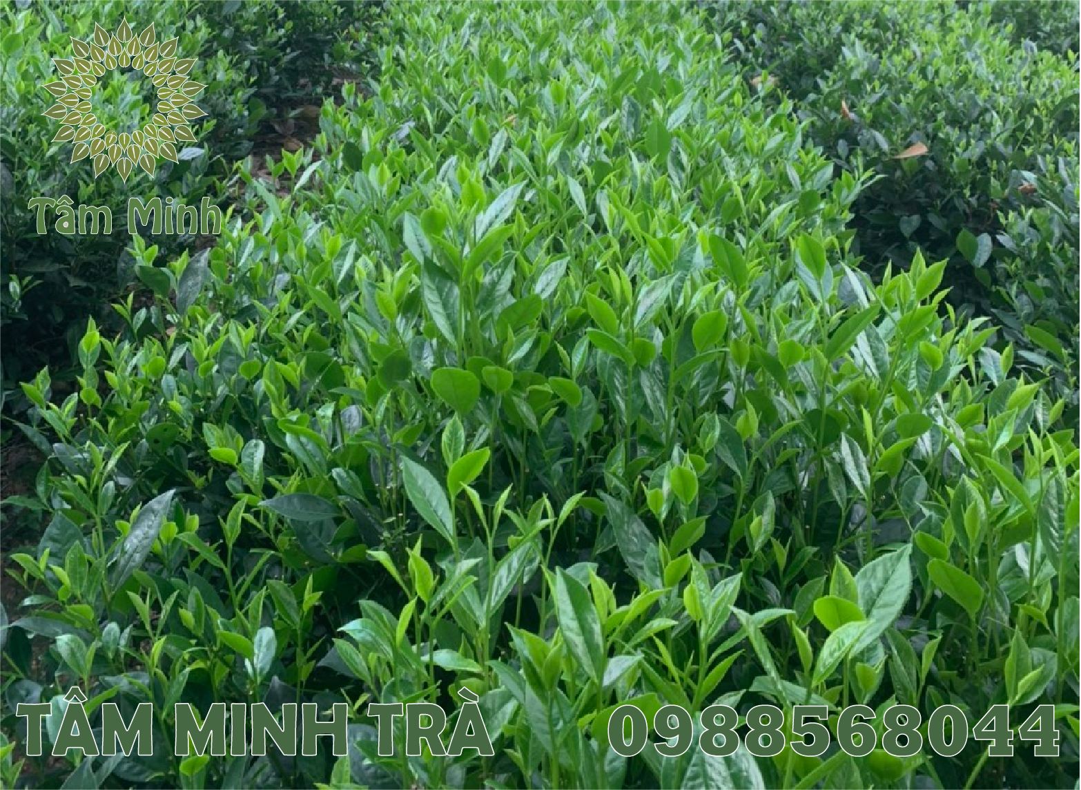 ĐẠI LÝ TRÀ THÁI NGUYÊN UY TÍN – ĐƯỢC MỌI NGƯỜI LỰA CHỌN TẠI HÀ NỘI