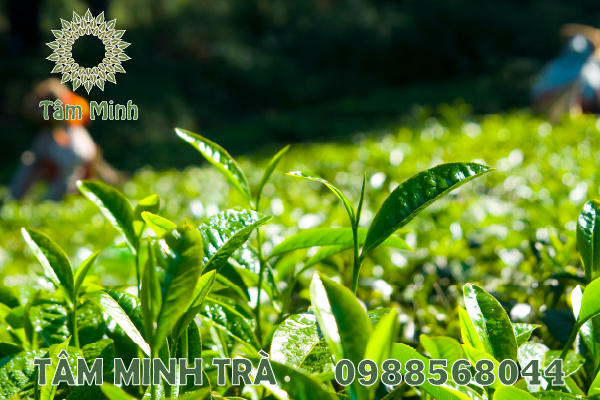 ĐỒI CHÈ THÁI NGUYÊN NGẬP HƯƠNG SẮC HOA NỔI TIẾNG