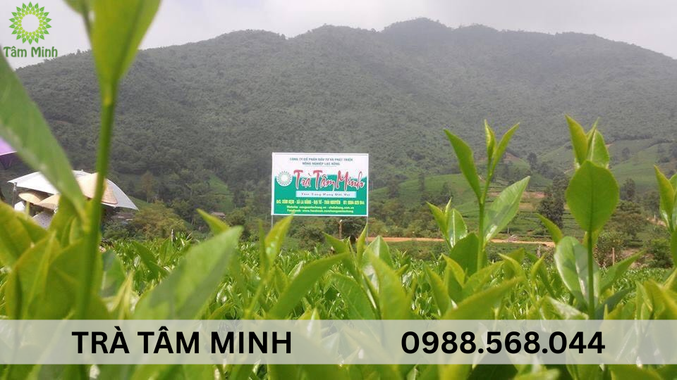 doi-che-thai-nguyen-tam-minh