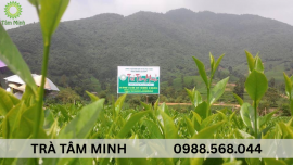 TRÀ THÁI NGUYÊN TÂM MINH - TÂM TRONG SÁNG, TRÀ THANH LÀNH