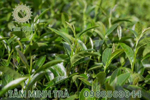GIÁ CHÈ THÁI NGUYÊN LOẠI 1 HỢP LÝ PHỤC VỤ MỌI NHÀ