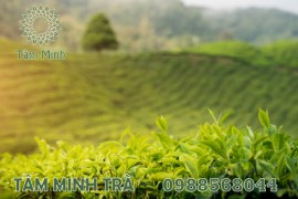 GIÁ TRÀ THÁI NGUYÊN LOẠI ĐẶC BIỆT HIỆN NAY 