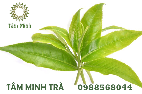 GIÁ TRÀ XANH THÁI NGUYÊN CHẤT LƯỢNG LÀ BAO NHIÊU?