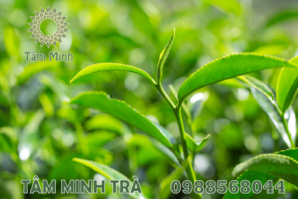 GIÁ TRÀ XANH ĐẶC SẢN THÁI NGUYÊN BAO NHIÊU 1KG?