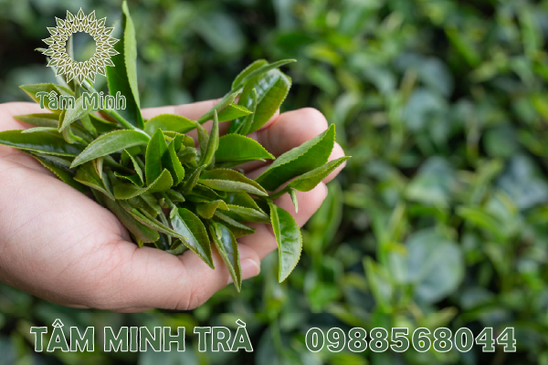 HÌNH ẢNH CHÈ KHÔ THÁI NGUYÊN THƠM NGON THU HÚT NGƯỜI DÙNG