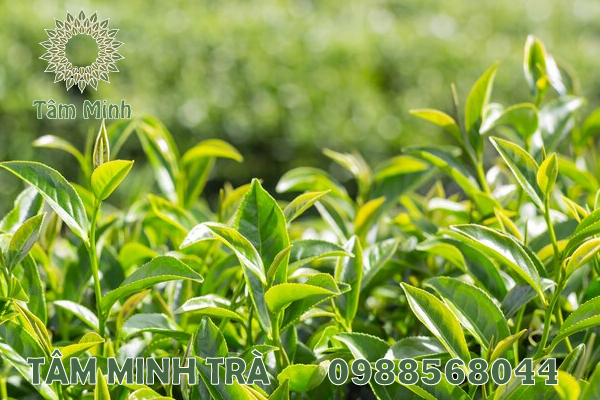 HÌNH ẢNH TRÀ THÁI NGUYÊN ĐÃ ĐỂ LẠI NHIỀU ẤN LƯỢNG CHO THỰC KHÁCH 