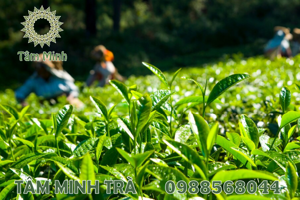 MUA CHÈ THÁI NGUYÊN Ở ĐÂU NGON VÀ SẠCH?