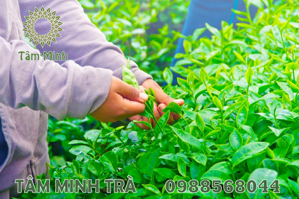 PHÂN PHỐI TRÀ XANH THÁI NGUYÊN CHÍNH GỐC – NGON – SẠCH