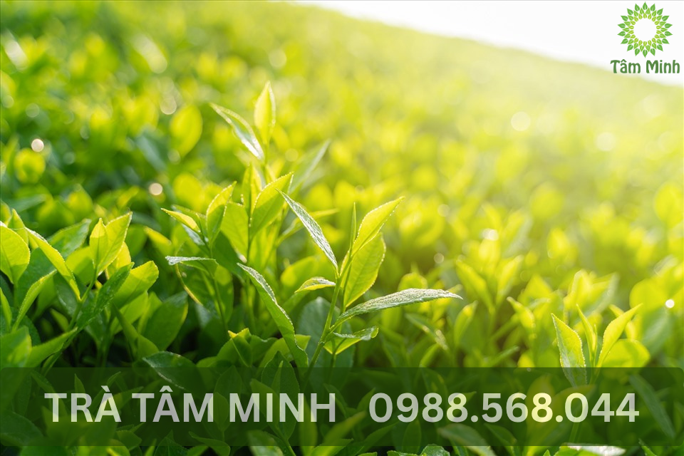 phuc-trong-doi-song-hang-ngay