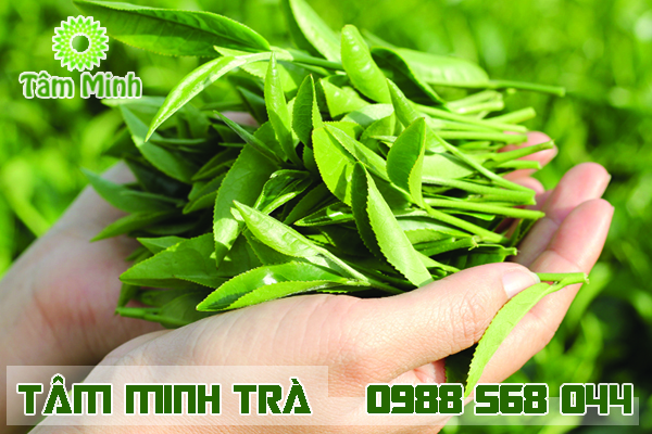 san-xuat-tra-xanh-thai-nguyen-500g-uy-tin-tai-ha-noi