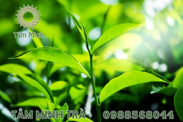 TÁC DỤNG CỦA CHÈ KHÔ THÁI NGUYÊN TRONG CUỘC SỐNG THƯỜNG NGÀY