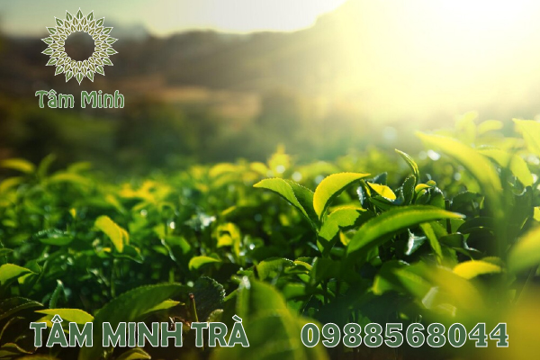 TÁC DỤNG CỦA TRÀ THÁI NGUYÊN ẢNH HƯỞNG ĐẾN NGƯỜI DÙNG NHƯ THẾ NÀO?