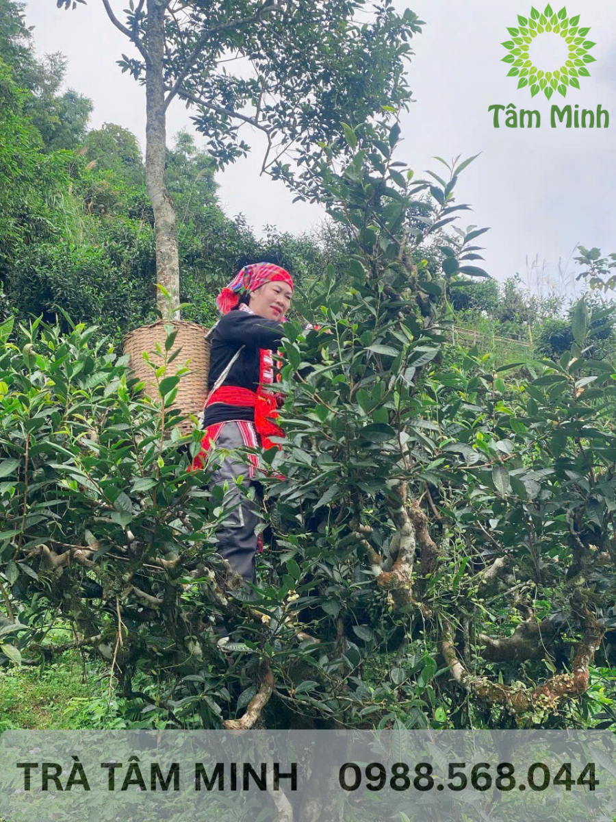 thu-hai-tra-shan-tuyet-co-thu-ha-giang-tam-minh(1)