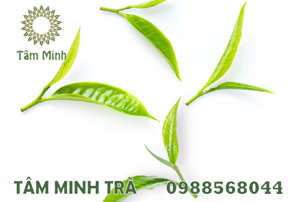 TRÀ BẮC THÁI NGUYÊN NGON NHẤT SẼ NHƯ THẾ NÀO?