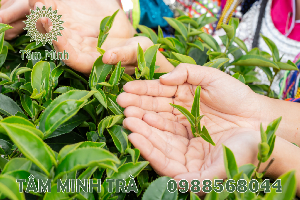 5 CÔNG DỤNG TUYỆT VỜI CỦA TRÀ THÁI NGUYÊN ĐỐI VỚI SỨC KHỎE 