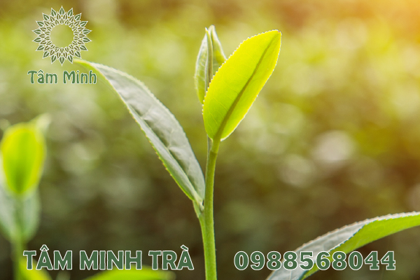 TRÀ THÁI NGUYÊN LOẠI 1 MANG ĐẾN CHẤT LƯỢNG TỐT NHẤT