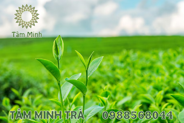 TRÀ THÁI NGUYÊN LOẠI 1 ĐƯỢC CHỌN LÀM MÓN QUÀ TẶNG Ý NGHĨA