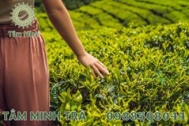 TRÀ THÁI NGUYEN – ĐẶC SẢN CHO MỌI NHÀ