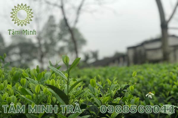 TRÀ THÁI NGUYEN NGON MUA TẠI TỈNH HÒA BÌNH