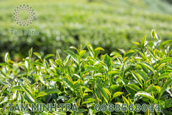 TRÀ BẮC THÁI NGUYÊN NGON NHẤT LÀ MỘT ĐẶC SẢN CỦA TỈNH THÁI NGUYÊN