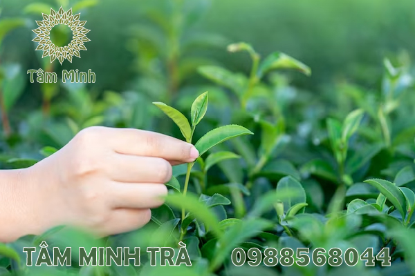 TRA THÁI NGUYÊN CHÍNH HÃNG TẠI THỪA THIÊN HUẾ 
