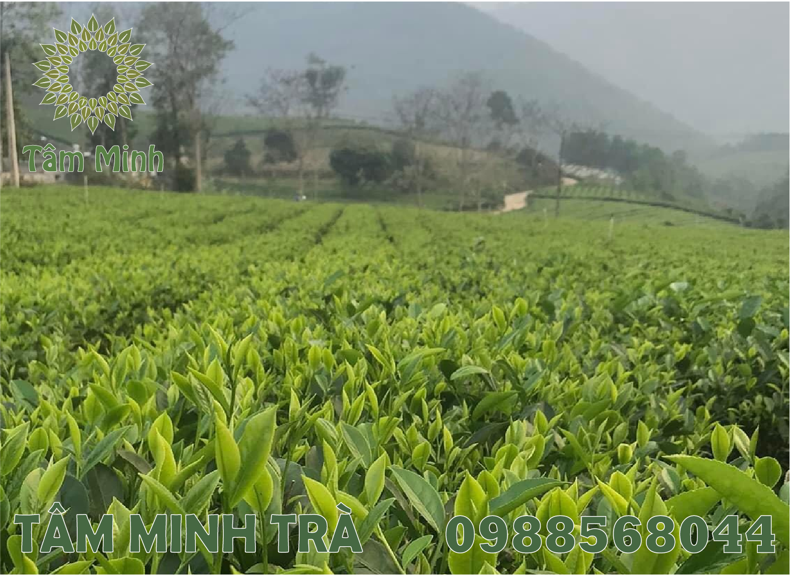 TRÀ THÁI NGUYÊN LOẠI 1 TRÊN THỊ TRƯỜNG HIỆN NAY LÀ NHỮNG LOẠI NÀO?