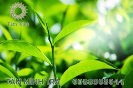 TRÀ XANH ĐẶC SẢN THÁI NGUYÊN NỔI TIẾNG TẠO NÊN THÚ VUI THƯỞNG TRÀ