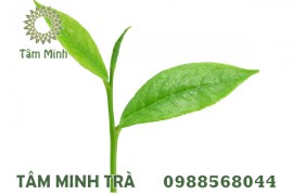 TRÀ XANH MÓC CÂU THÁI NGUYÊN – THƯỞNG TRÀ ĐẬM VỊ 