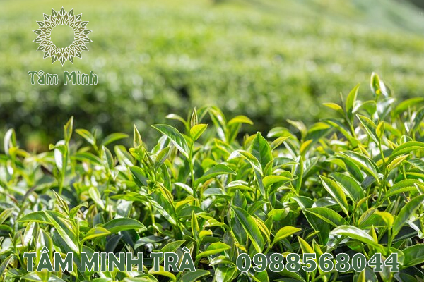 TRÀ XANH THÁI NGUYÊN 100G ẤM LÒNG NGƯỜI THƯỞNG TRÀ