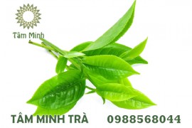 TRÀ XANH THÁI NGUYÊN 100G – SỰ LỰA CHỌN CỦA NHIỀU GIA ĐÌNH