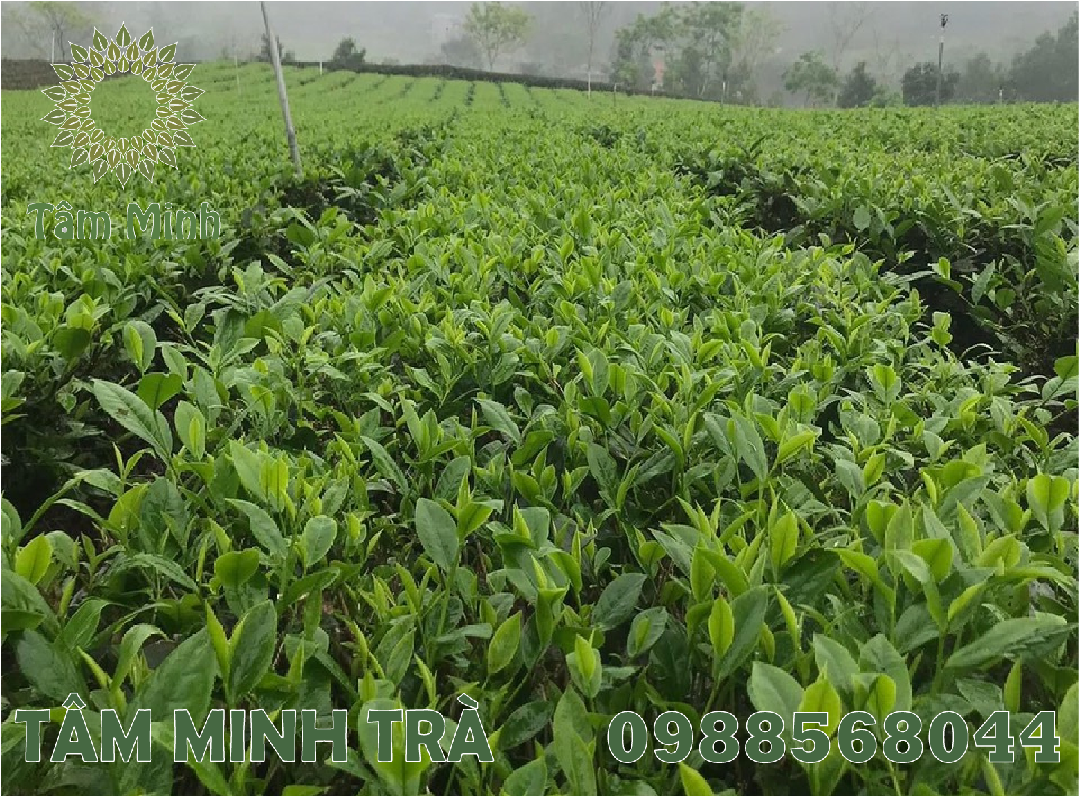 TRÀ XANH THÁI NGUYÊN 500G SẴN SÀNG PHỤC VỤ MỌI GIA ĐÌNH