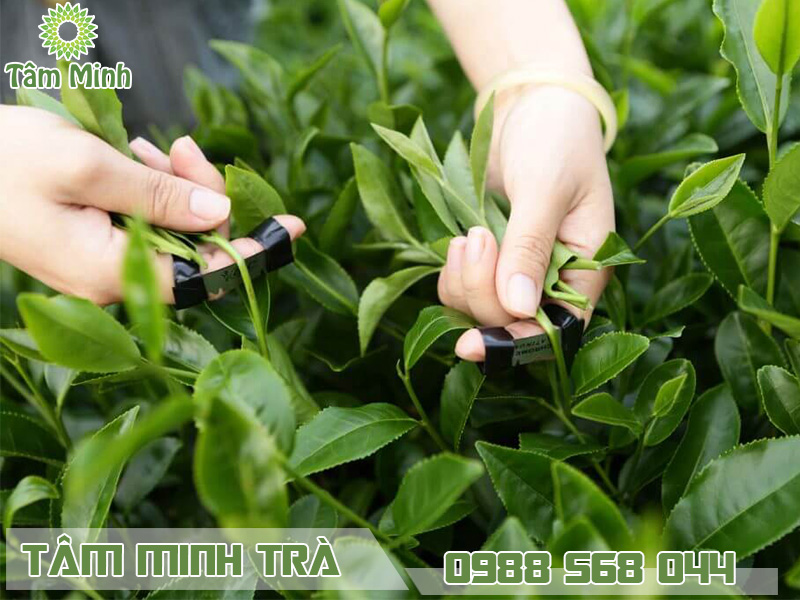 Trà xanh Thái Nguyên 500g - Tinh hoa của đất trời