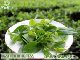 TRÀ XANH THÁI NGUYÊN 500G - MÓN QUÀ TẶNG ĐẬM CHẤT VIỆT