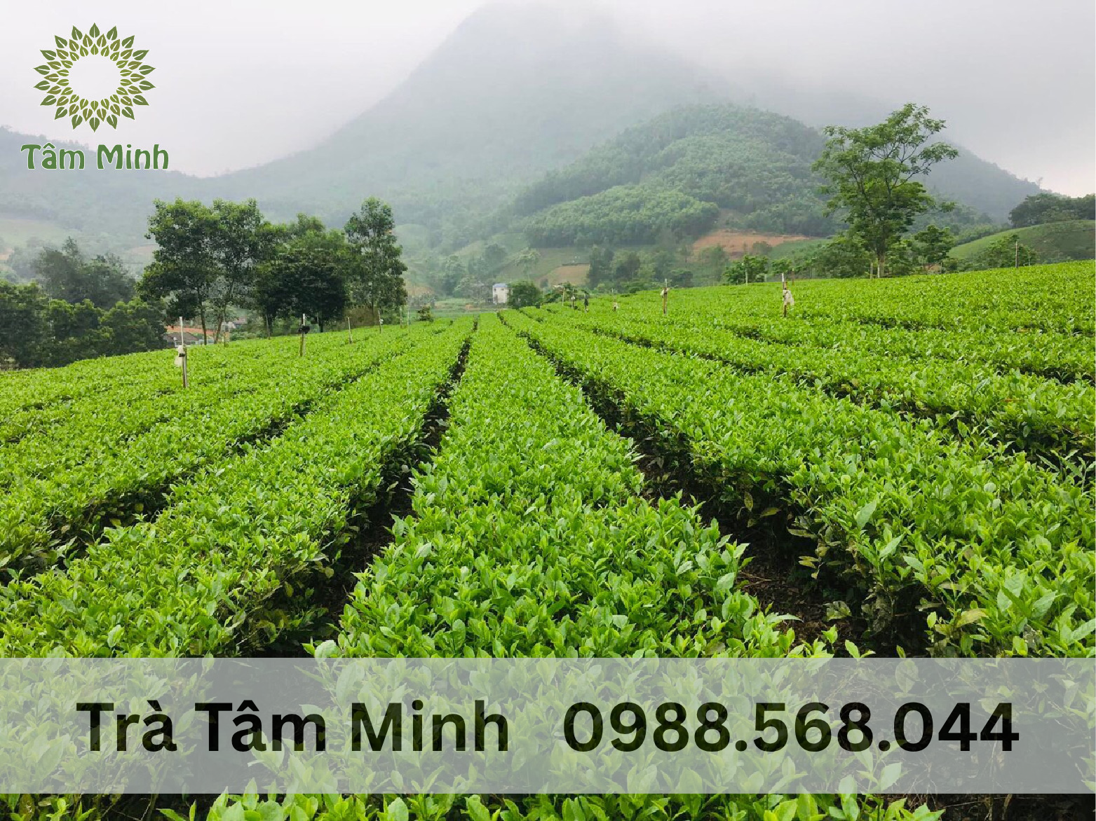 vung-nguyen-lieu-che-thai-nguyen-tam-minh
